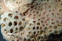 Porites collegniana